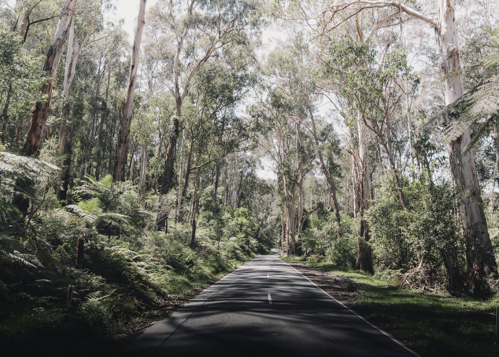 a road in the middle of a lush green forest